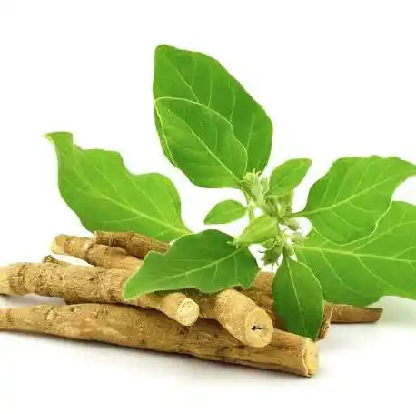 Ashwagandha : quels sont ses bienfaits contre le stress et la fatigue mentale ?