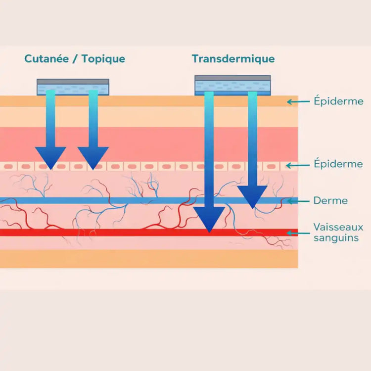 Illustration des procédés transdermiques utilisés pour diffuser progressivement les actifs bien-être via un patch