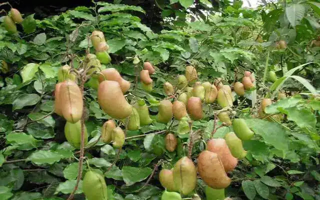 Griffonia Simplicifolia, plante riche en 5-HTP utilisée pour accompagner le bien-être émotionnel et le sommeil