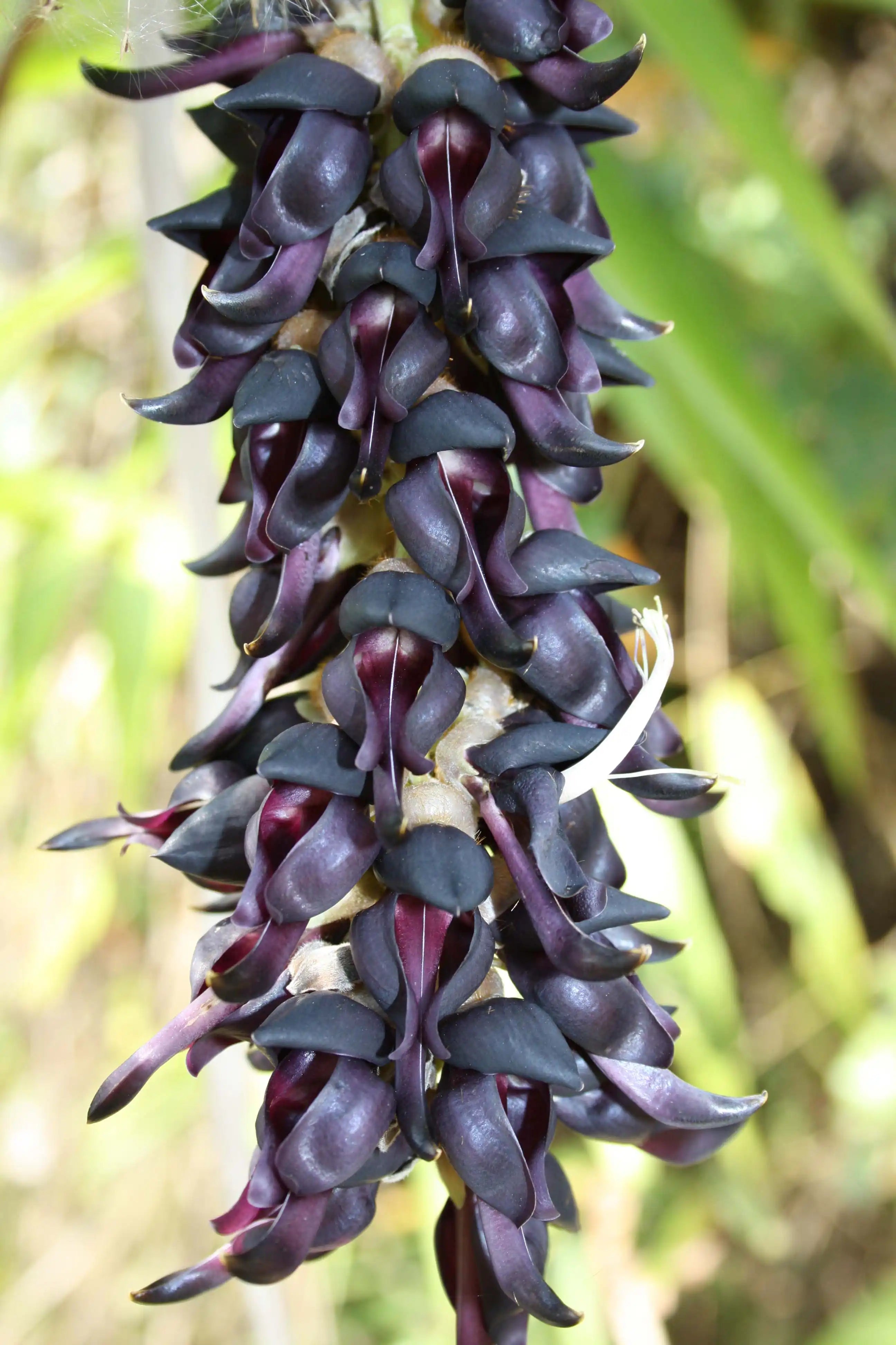 Mucuna Pruriens, plante naturelle reconnue pour soutenir l’humeur et la gestion du stress
