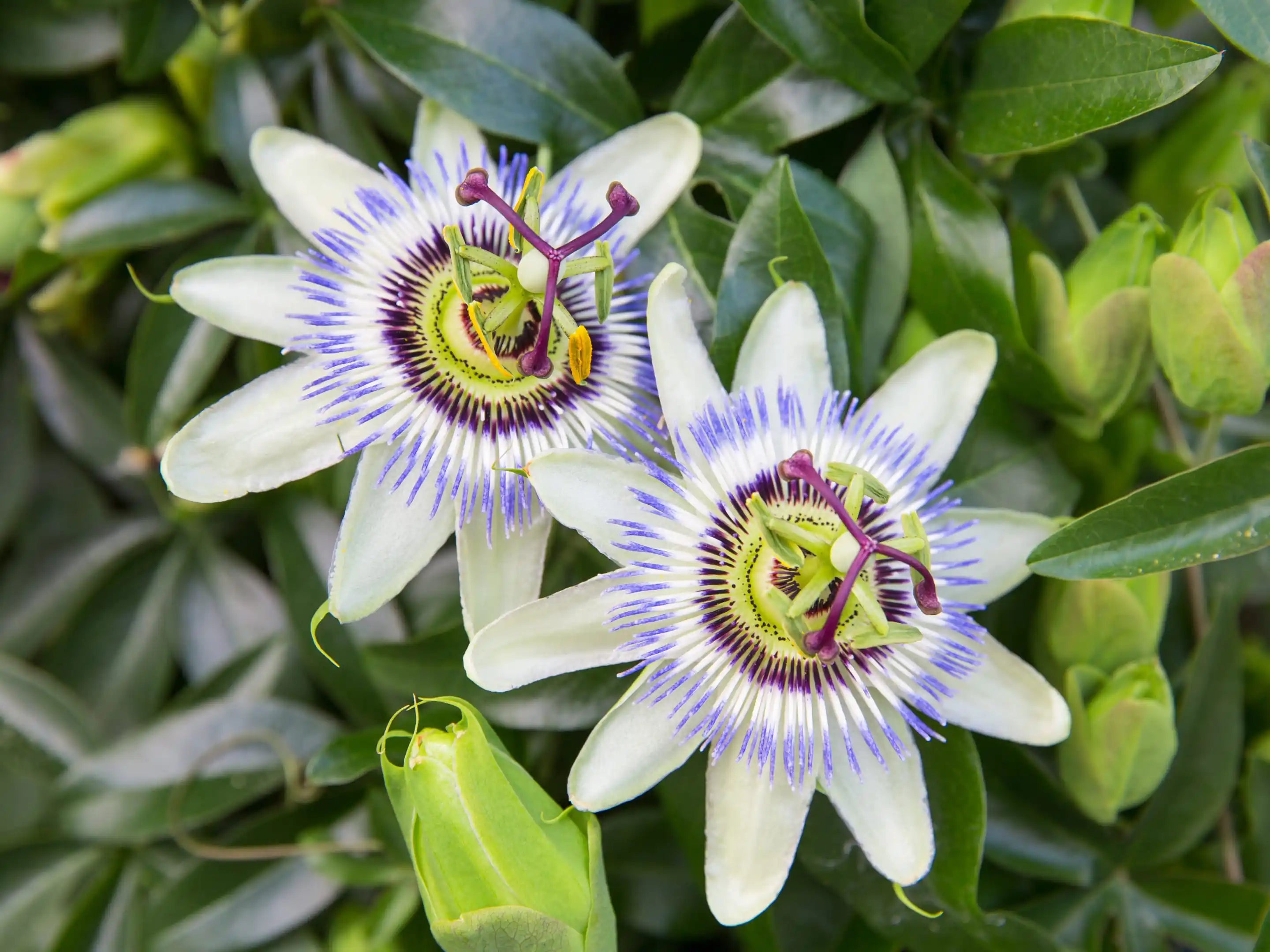 Passiflore naturelle utilisée pour favoriser la détente, le calme et un sommeil plus apaisé