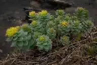 Rhodiola Rosea, plante naturelle reconnue pour soutenir l’énergie mentale et réduire la fatigue liée au stress